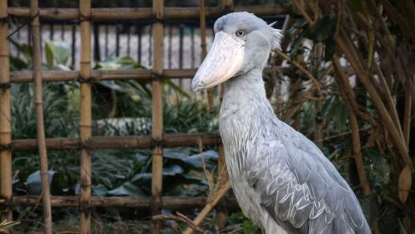 ハシビロコウの飼育方法は？