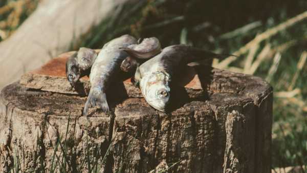 ハシビロコウの餌は何？