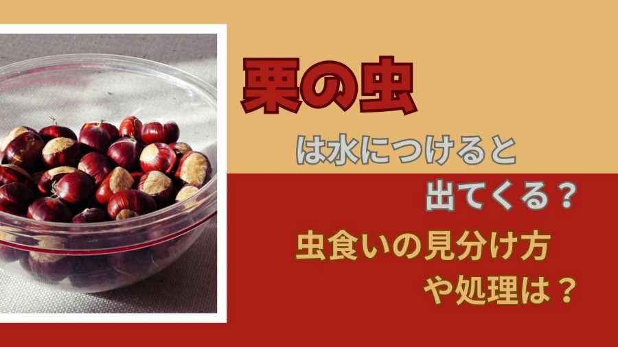 栗の虫は水につけると出てくる？虫食いの見分け方や処理は？